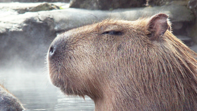 【伊豆シャボテン動物公園入園券付き】スタンダードバイキング　花プラン＜夕食時ドリンクインクルーシブ＞